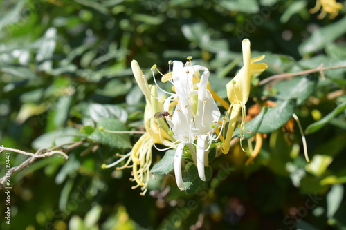 The insect takes nectar from small white flowers.
