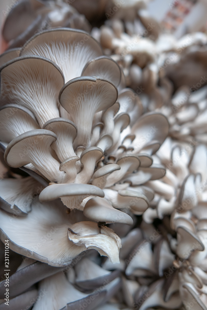oyster mushroom oyster mushroom