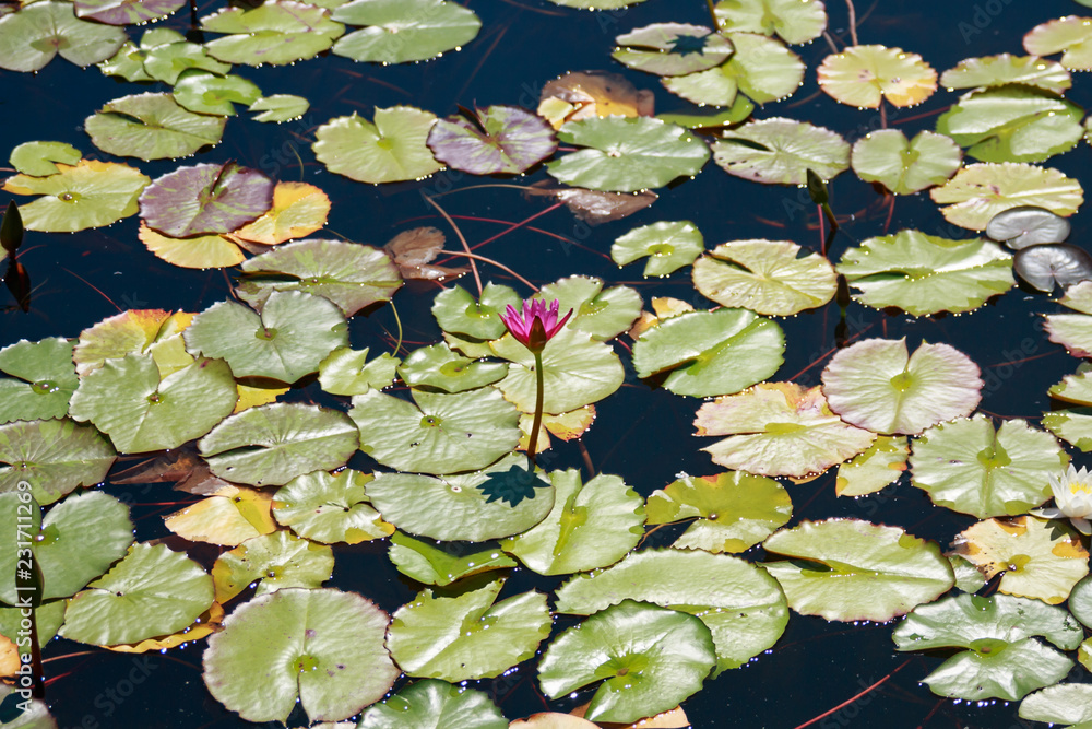 Lotus flower and Lotus flower plants on a pond Lotus flower and Lotus flower plants on a pond