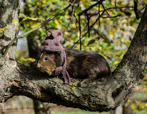 Guine pig wears knitted scarf and cup - autumn scene photo