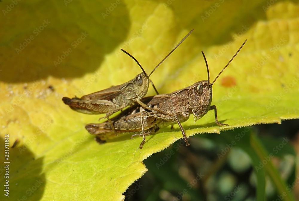 Fototapeta premium Mating grasshoppers on yellow leaf in autumn garden, closeup