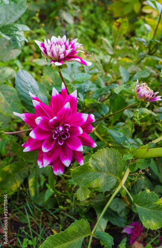 Fototapeta Naklejka Na Ścianę i Meble -  summer nature close up - vertical photo of bright dahlia flower growing in the garden, with green leafs