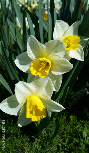 Fototapeta Naklejka Na Ścianę i Meble -  Beautiful white flowers of spring Narcissus