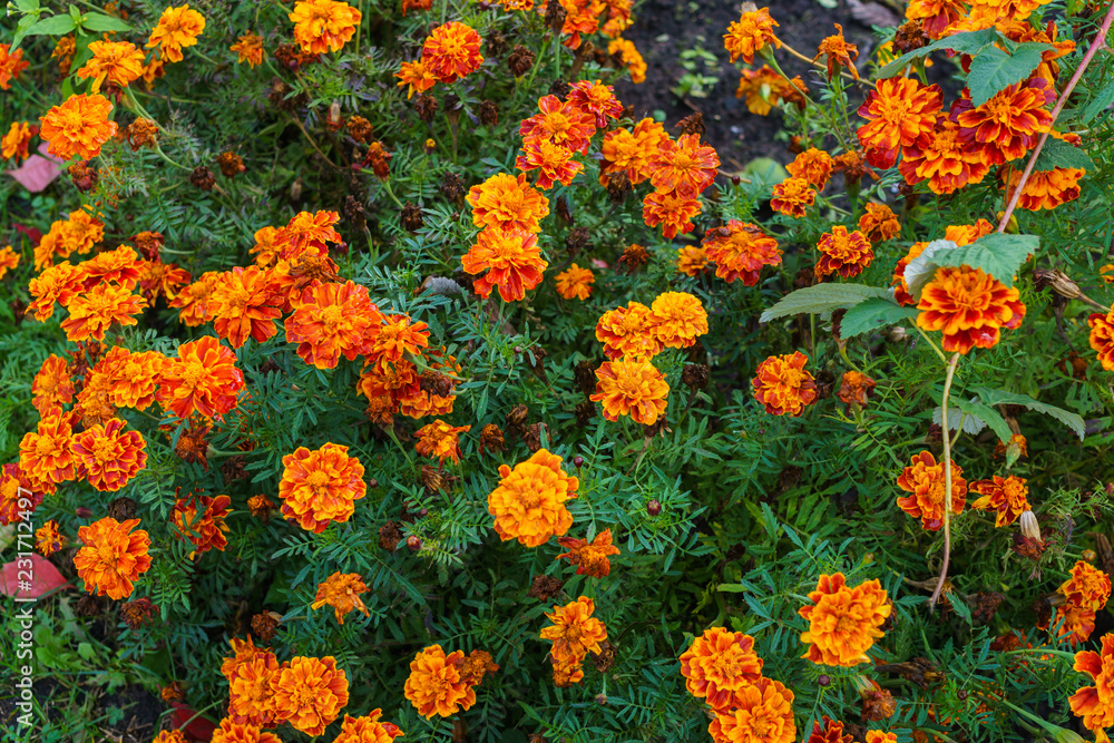 Marigold in the garden in late autumn