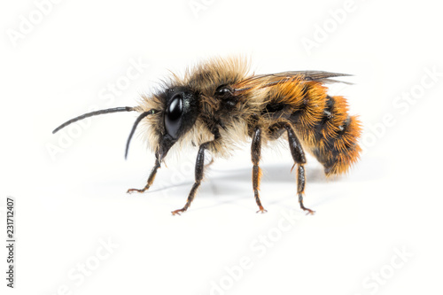Male Mason Bee photo