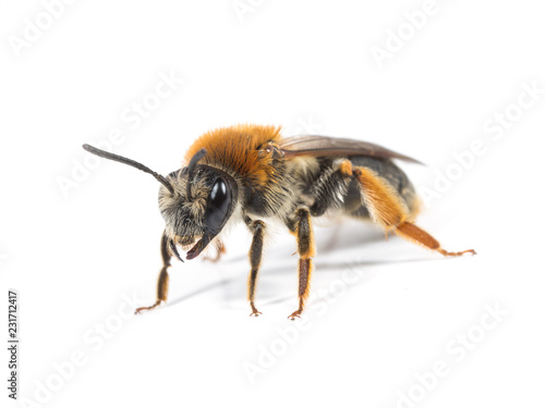 Female Mining Bee