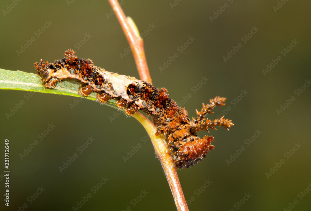 Obraz premium Beautiful 4th instar of Viceroy butterfly caterpillar on a willow leaf
