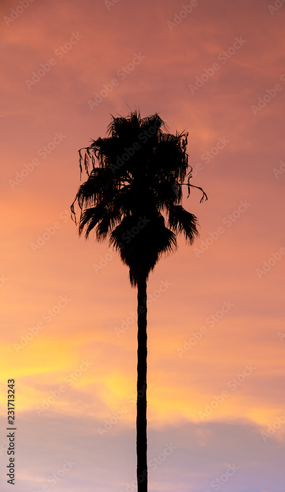 Obraz premium Silhouette Palm Tree Sunset. Mountain View, Santa Clara County, California, USA.