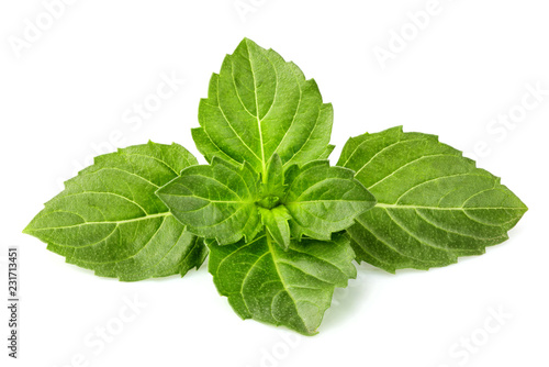 Fresh basil leaves close-up isolated.