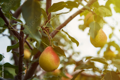 Pear tree with pears, organ...