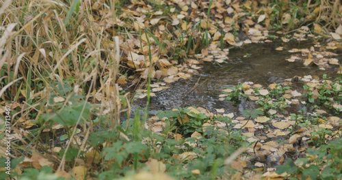 closeup of water stream in autumn park