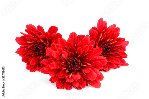 The red dahlias flowers isolated.