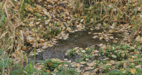 closeup of water stream in autumn park © GCapture