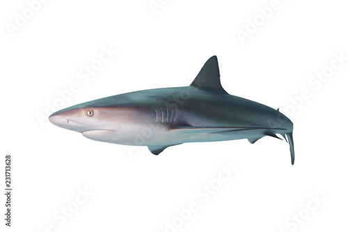 Caribbean Reef Shark isolated on white background 