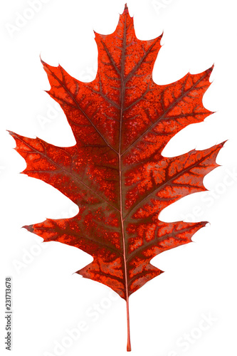 single red oak leaves