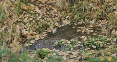 closeup of water stream in autumn park © GCapture