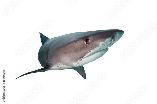 Tiger Shark Isolated on White Background 