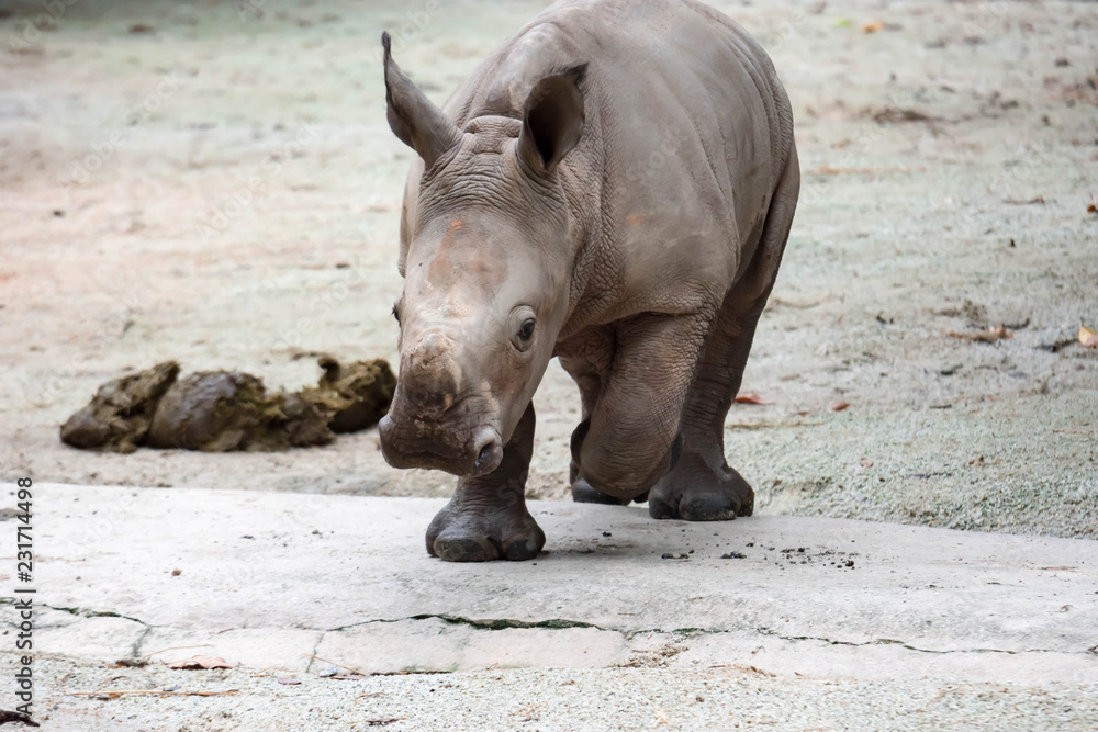 Naklejka premium A closeup shot of a baby white rhinoceros or square-lipped rhino Ceratotherium simum while playing in a park in singapore