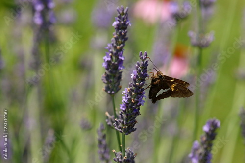 A Silver Spotted Skipper Butterfly feeds on Lavender blossoms in my herb garden. photo