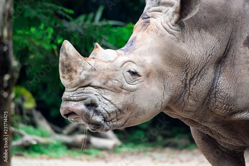 A closeup shot of a  white rhinoceros or square-lipped rhino Ceratotherium simum head while playing in a park in singapore
