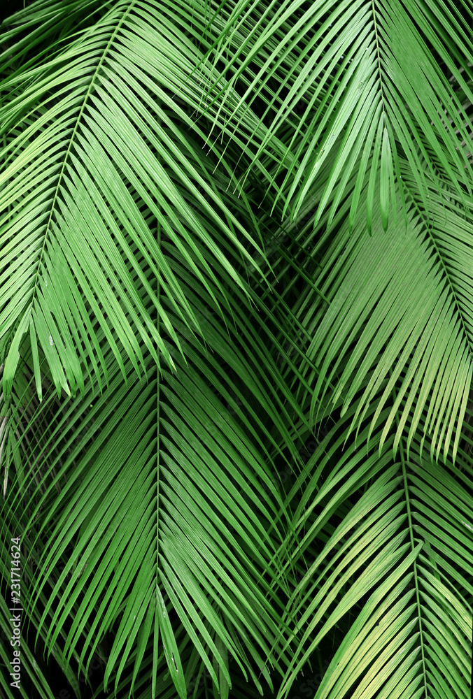 Fototapeta premium Dark, lush green background texture of tropical, exotic palm leaves in a jungle.