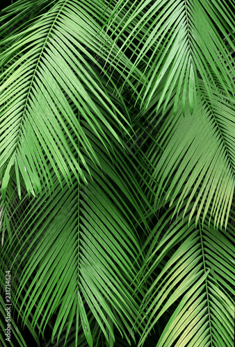Dark  lush green background texture of tropical  exotic palm leaves in a jungle.