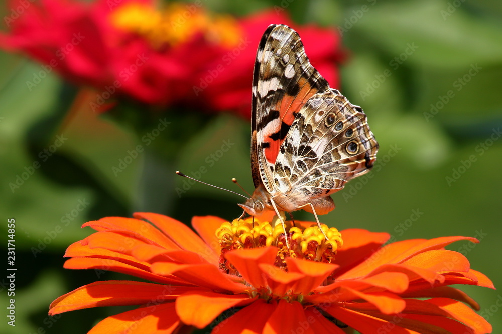 A Painted Lady Butterfly feeds on an orange Zinnia flower in my garden. A Painted Lady Butterfly feeds on an orange Zinnia flower in my garden.