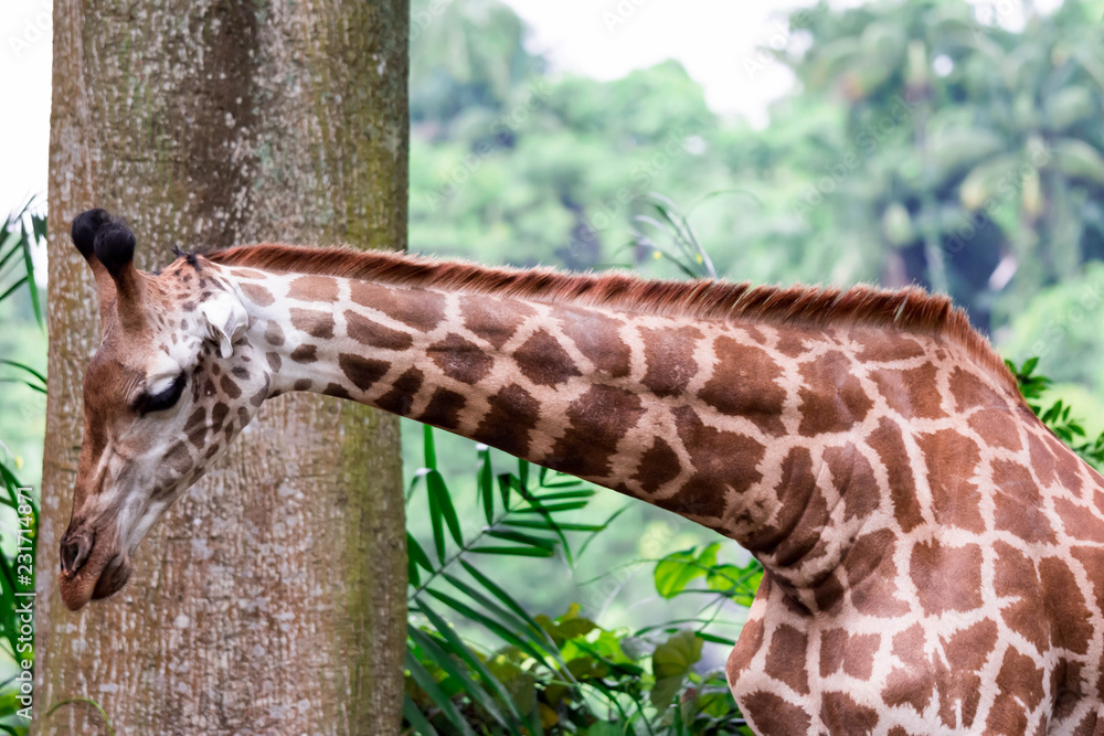 A closeup photo of a Giraffa camelopardalis Giraffe's head and long neck in a zoo somewhere in Asia