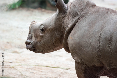 A closeup shot of a baby white rhinoceros or square-lipped rhino Ceratotherium simum while playing in a park in singapore