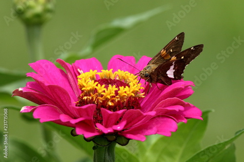 A Silver Spotted Skipper Butterfly feed on a vivid pink Zinnia flower in my garden. photo