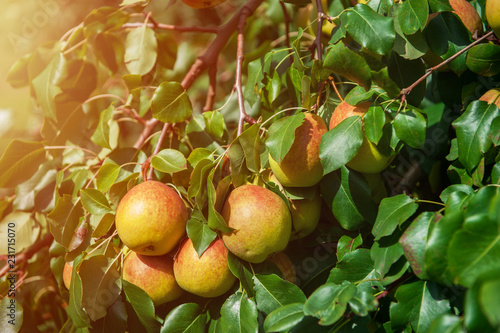 Pear tree with pears, organ...