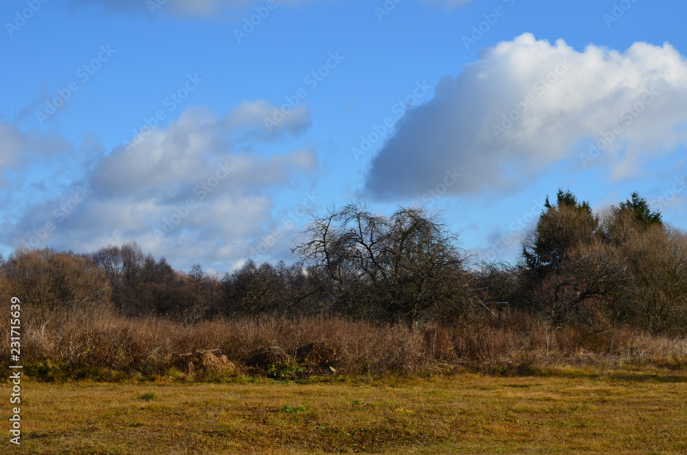 Obraz premium tree in the field