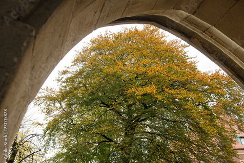 Baum beim Paulusdom, Münster, Westfalen, Deutschland photo