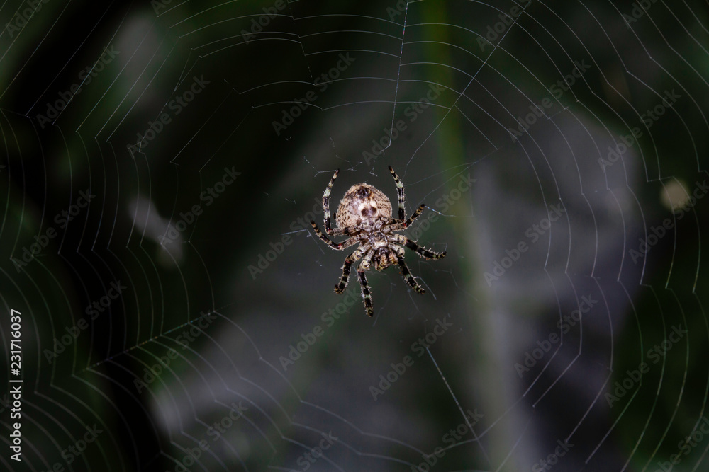 garden orb weaver spider in web garden orb weaver spider in web