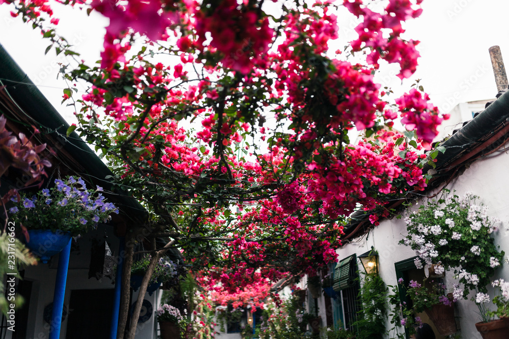 Big bougainvillea in a typical andalusian courtyard in Cordoba, Andalusia Spain