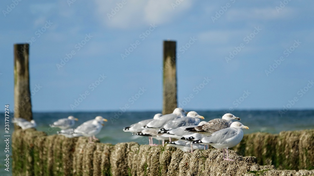 Fototapeta premium Seemöwen auf Wellenbrecher aus Holz am Meer sitzend