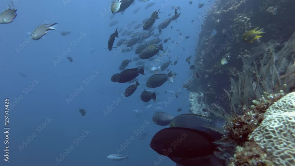 School of Unicornfish and other fish swim in the blue water near the the board shipwreck USAT Liberty. Sleek Unicornfish - Naso hexacanthus, Bali, Oceania, Indonesia School of Unicornfish and other fish swim in the blue water near the the board shipwreck USAT Liberty. Sleek Unicornfish - Naso hexacanthus, Bali, Oceania, Indonesia