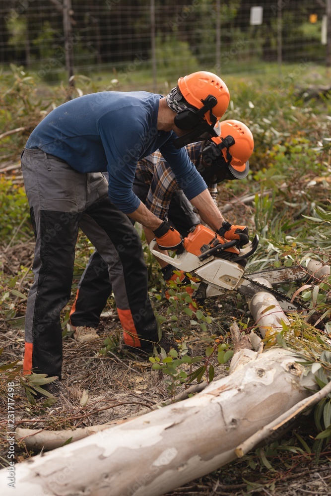 Two lumberjacks with chainsaw cutting fallen tree Two lumberjacks with chainsaw cutting fallen tree