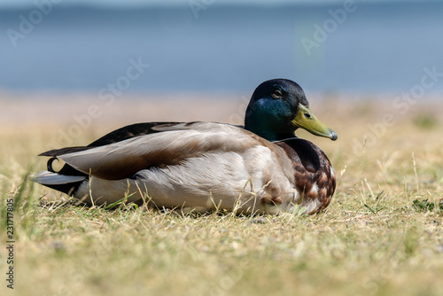 Male mallard duck with blue head photo