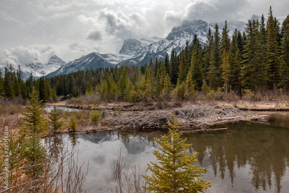Beaver dam and view of the Three Sisters Mountain  with reflection in a pond in the Canadian Rocky Mountain