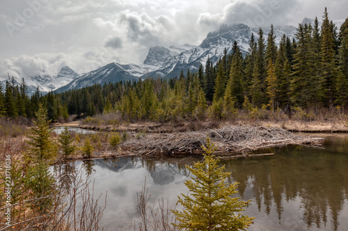 Beaver dam and view of the Three Sisters Mountain  with reflection in a pond in the Canadian Rocky Mountain © Diane