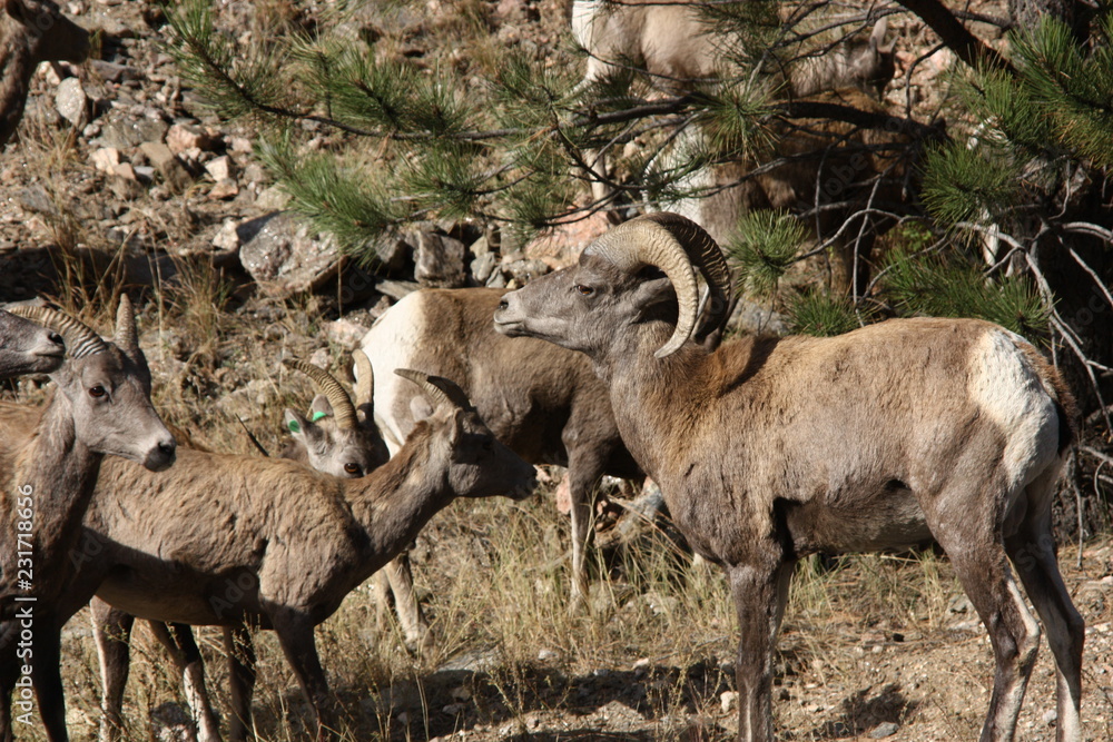big horn sheep in Coloarado big horn sheep in Coloarado
