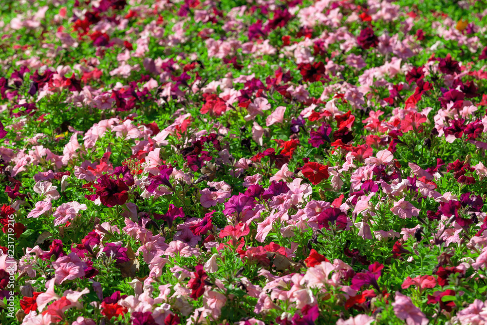 Closeup image of beautiful red, pink and white flowers.