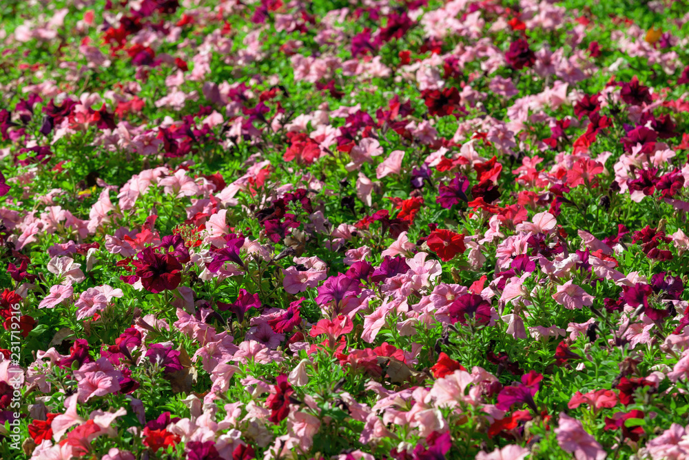 Closeup image of beautiful red, pink and white flowers. Closeup image of beautiful red, pink and white flowers.