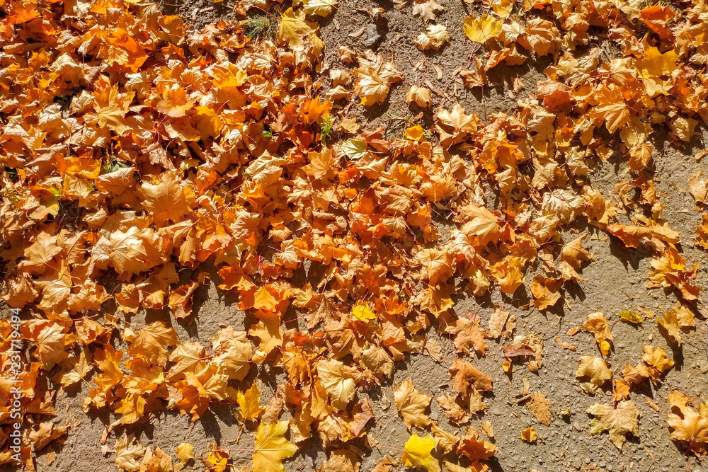 pattern of yellow autumn foliage for the background pattern of yellow autumn foliage for the background