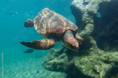 Fototapeta Naklejka Na Ścianę i Meble -  Turtle swimming under water in the indian ocean