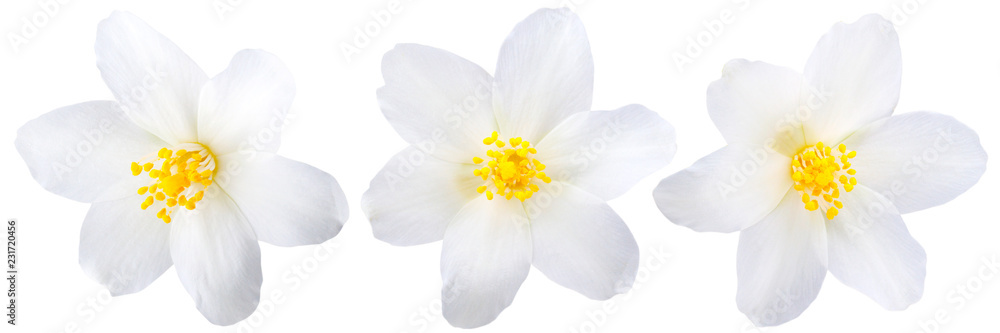 Single jasmine flowers isolated - obrazy, fototapety, plakaty 