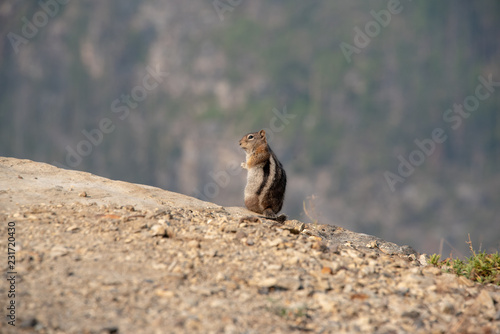 ground squirrel