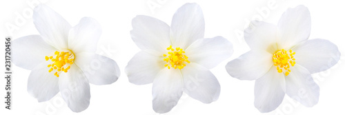 Obraz na plátně Single jasmine flowers isolated
