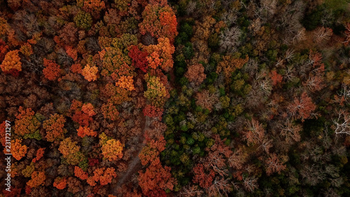 overhead view of the trees during fall in Missouri. Leaves are red, orange, yellow, green and brown. Drone photo.